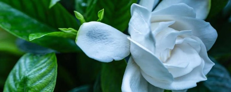 栀子花叶子干枯如何补救，可增加水分、养分等