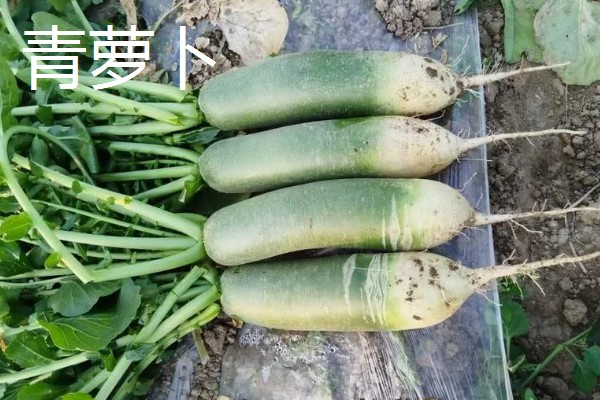萝卜的品种，有白萝卜、红萝卜等