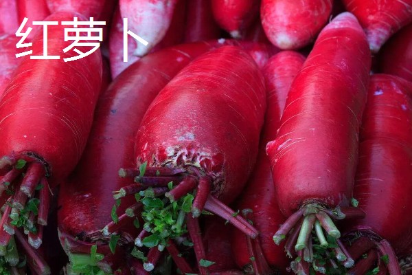 萝卜的品种，有白萝卜、红萝卜等