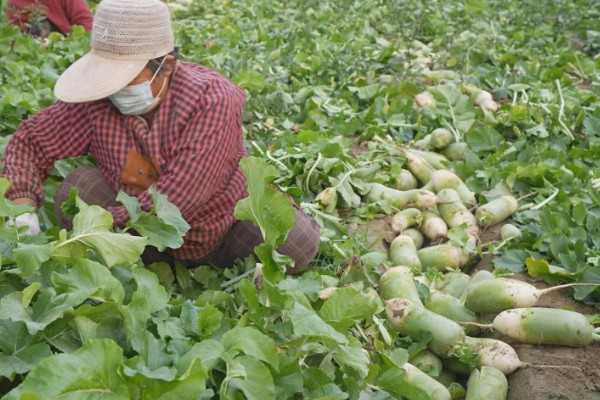 萝卜的品种，有白萝卜、红萝卜等