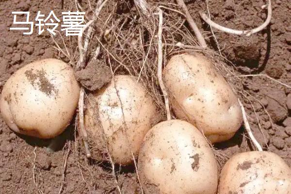 发生洋葱软腐病的原因,可能是雨量过多或过少所致