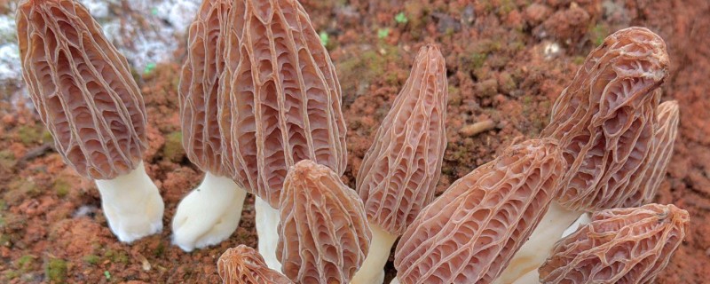 羊肚菌不出菇的原因,可能是菌丝体生长不成熟所致