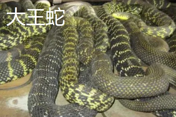 哪些蛇类适合养殖，可选择大王蛇、眼镜蛇等品种
