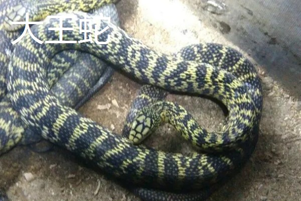 哪些蛇类适合养殖，可选择大王蛇、眼镜蛇等品种