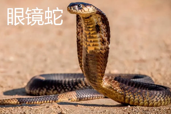 哪些蛇类适合养殖，可选择大王蛇、眼镜蛇等品种