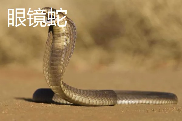 哪些蛇类适合养殖，可选择大王蛇、眼镜蛇等品种