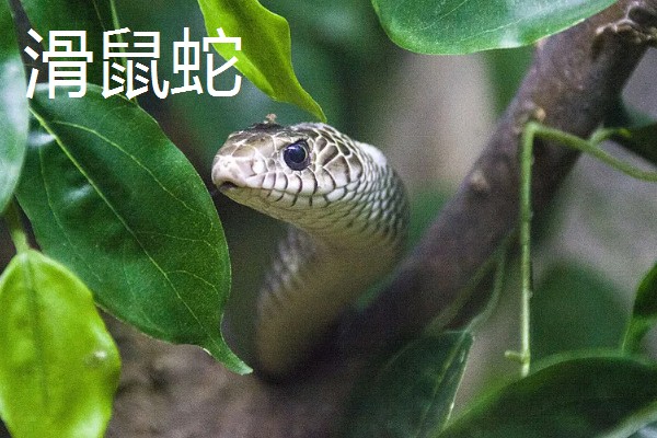 哪些蛇类适合养殖，可选择大王蛇、眼镜蛇等品种