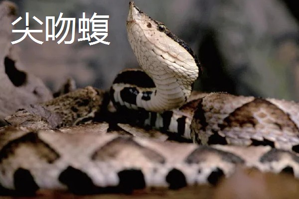 哪些蛇类适合养殖，可选择大王蛇、眼镜蛇等品种