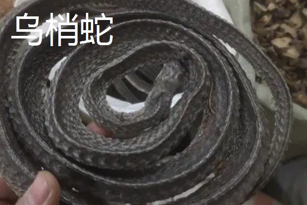 哪些蛇类适合养殖，可选择大王蛇、眼镜蛇等品种