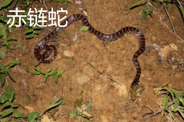 哪些蛇类适合养殖，可选择大王蛇、眼镜蛇等品种