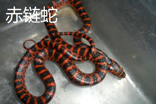 哪些蛇类适合养殖，可选择大王蛇、眼镜蛇等品种