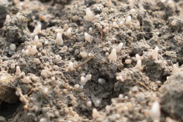 羊肚菌不出菇的原因,可能是菌丝体生长不成熟所致