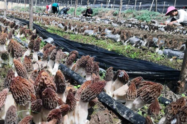 羊肚菌不出菇的原因,可能是菌丝体生长不成熟所致