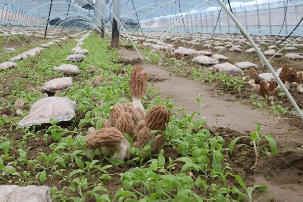 羊肚菌不出菇的原因,可能是菌丝体生长不成熟所致