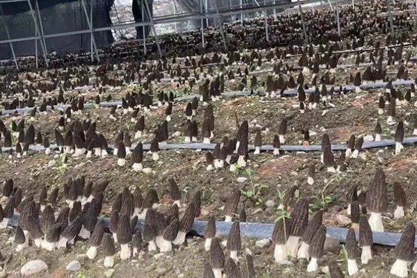 羊肚菌不出菇的原因,可能是菌丝体生长不成熟所致