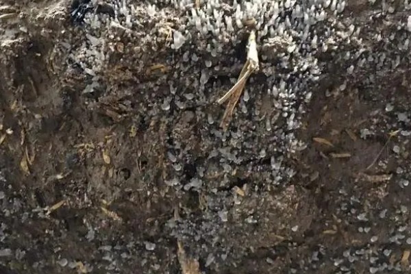 羊肚菌不出菇的原因,可能是菌丝体生长不成熟所致