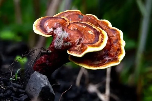 名贵的药材有哪些，常见的有灵芝、人参、龙涎香等
