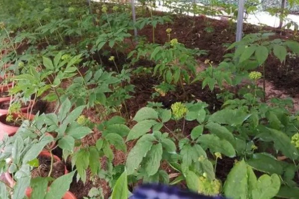 名贵的药材有哪些，常见的有灵芝、人参、龙涎香等