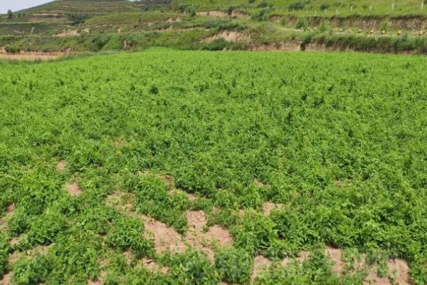 名贵的药材有哪些，常见的有灵芝、人参、龙涎香等