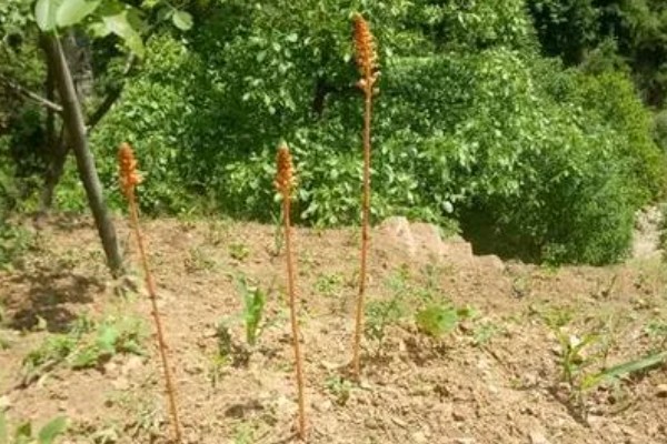 名贵的药材有哪些，常见的有灵芝、人参、龙涎香等