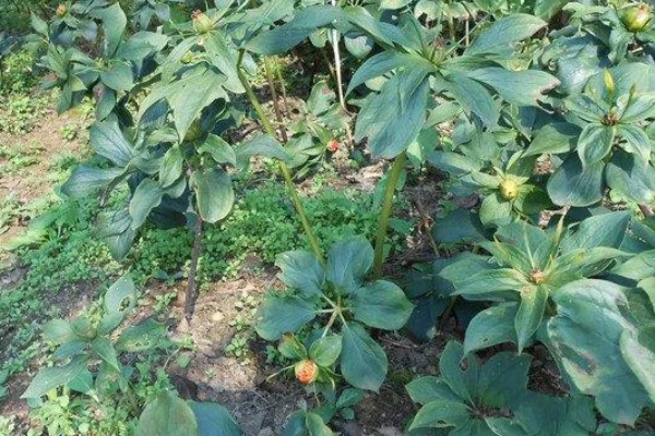 名贵的药材有哪些，常见的有灵芝、人参、龙涎香等