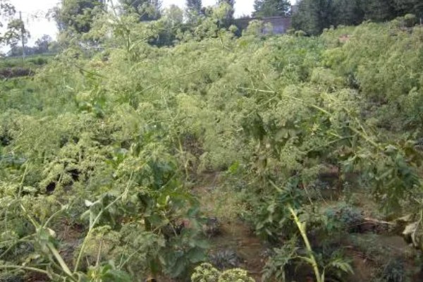 名贵的药材有哪些，常见的有灵芝、人参、龙涎香等