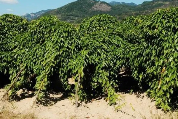 名贵的药材有哪些，常见的有灵芝、人参、龙涎香等