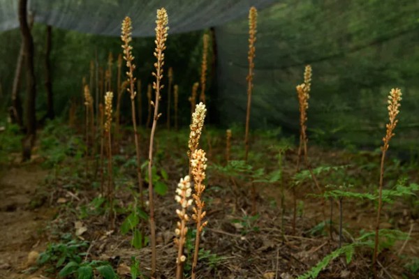 名贵的药材有哪些，常见的有灵芝、人参、龙涎香等