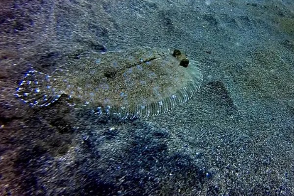 比目鱼简介,俗称鲽鱼、板鱼等