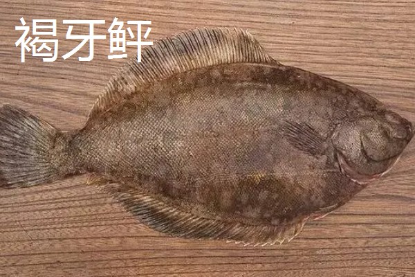 比目鱼简介,俗称鲽鱼、板鱼等
