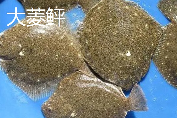 比目鱼简介,俗称鲽鱼、板鱼等