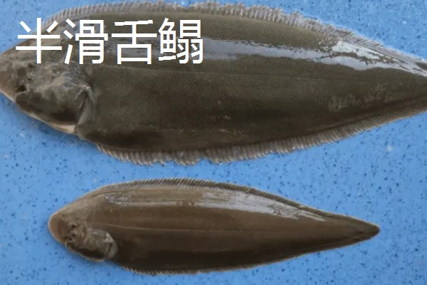 比目鱼简介,俗称鲽鱼、板鱼等