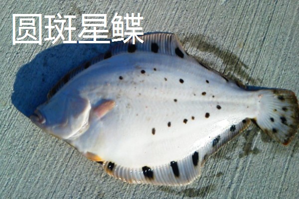 比目鱼简介,俗称鲽鱼、板鱼等