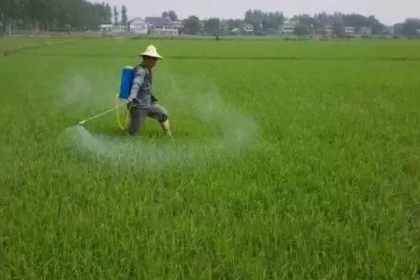 水稻的用药时期,可在秧田期、分蘖期和抽穗期用药