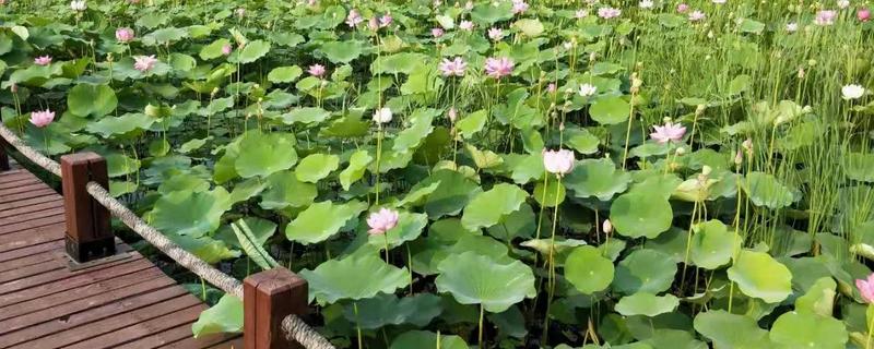 东北荷花在几月份开，在7-8月份开