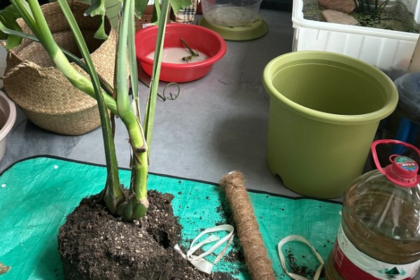 龟背竹叶子如何快速开背，需要补给足够多的肥