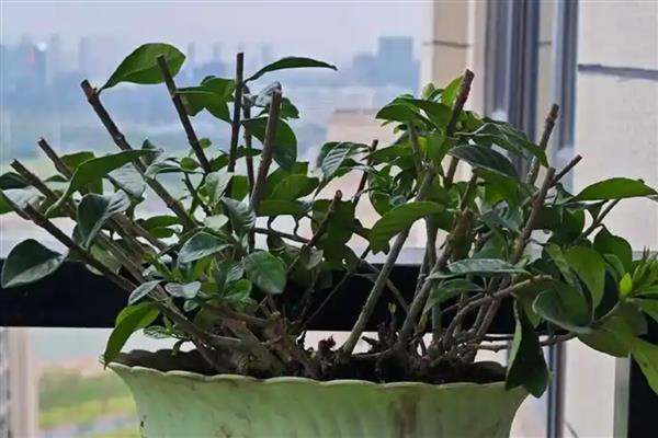 栀子花叶子干枯如何补救，可增加水分、养分等