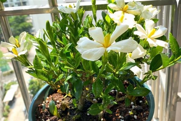 栀子花叶子干枯如何补救，可增加水分、养分等