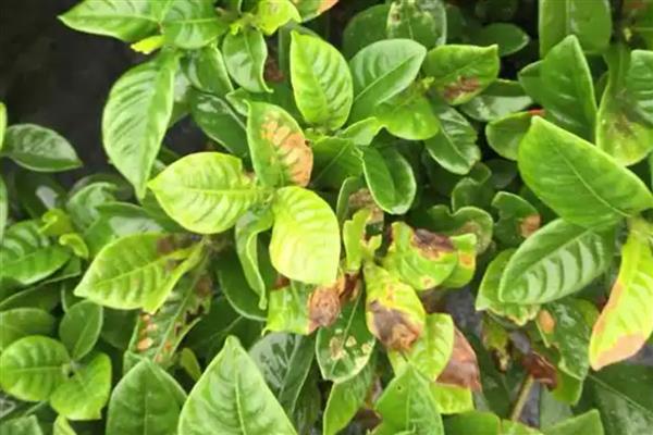 栀子花叶子干枯如何补救，可增加水分、养分等