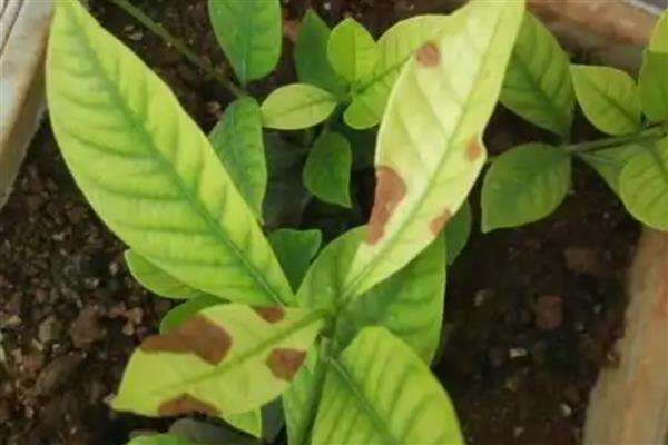 栀子花叶子干枯如何补救，可增加水分、养分等