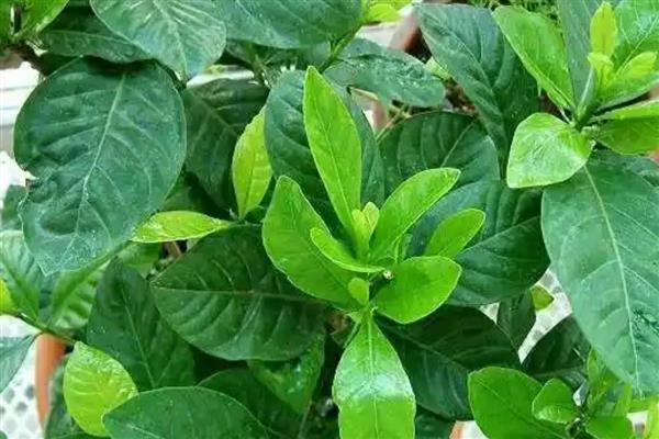 栀子花叶子干枯如何补救，可增加水分、养分等