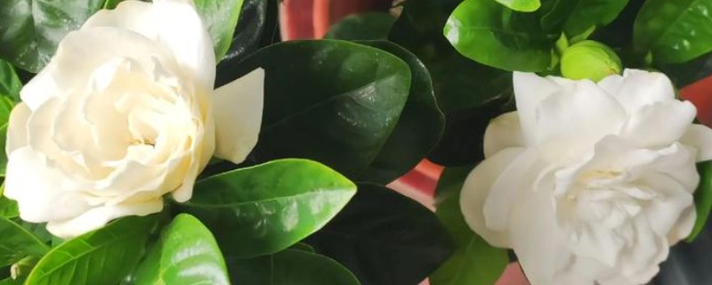 冬天怎么养栀子花，入冬之前进行一次剪枝