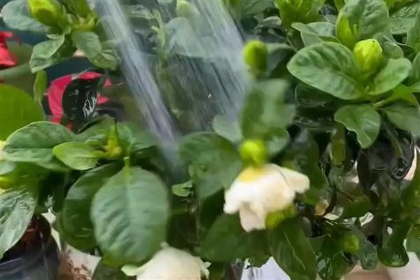栀子花叶子干枯如何补救，可增加水分、养分等