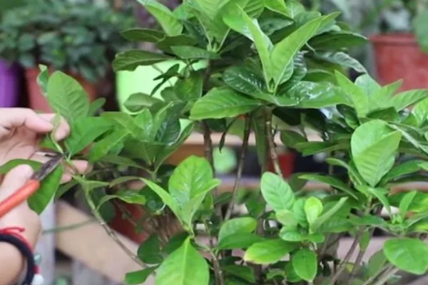 冬天怎么养栀子花，入冬之前进行一次剪枝