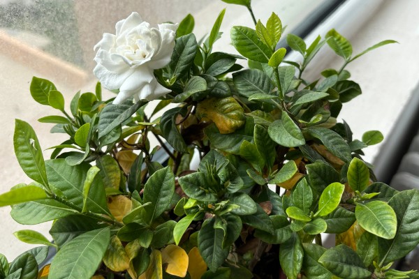 冬天怎么养栀子花，入冬之前进行一次剪枝