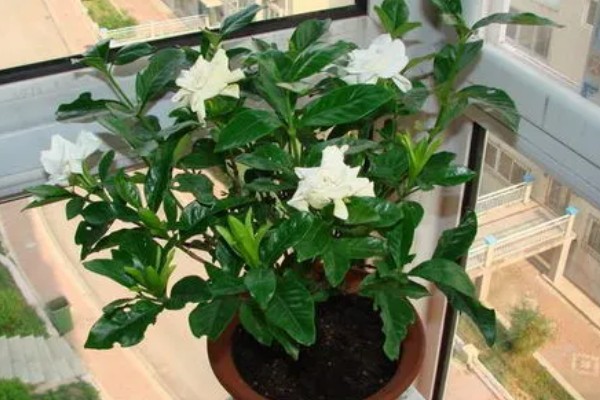 冬天怎么养栀子花，入冬之前进行一次剪枝