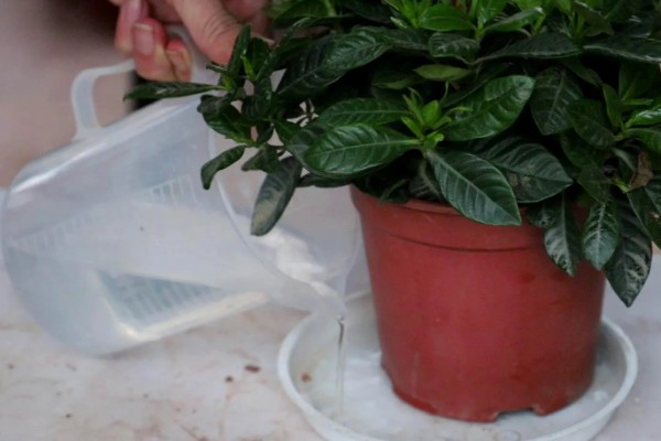 冬天怎么养栀子花，入冬之前进行一次剪枝