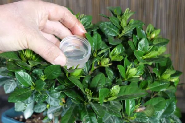 冬天怎么养栀子花，入冬之前进行一次剪枝