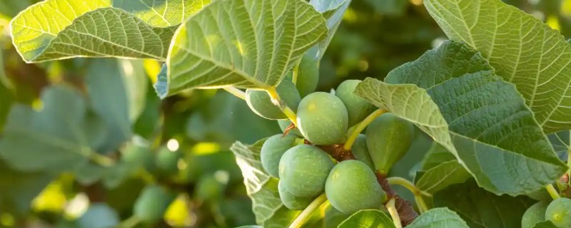 无花果的剪枝方法,可以在春夏冬三季进行