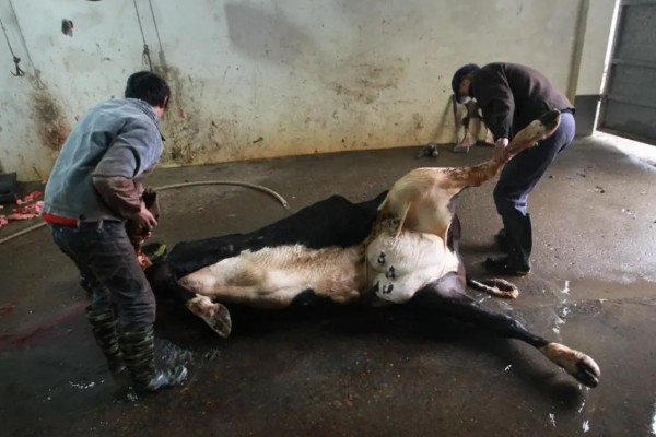 怎么杀牛，宰杀前要先用绳子将它腿部绑好